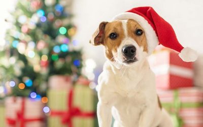 Holiday Safety for Pets