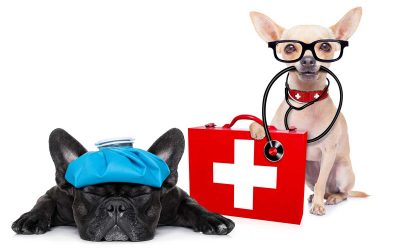 What kinds of pet conditions require emergency care?