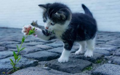 Natural remedies for your pet