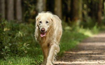 What should you do if your pet runs away?