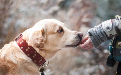 Helping Your Pets Resolve Their Behavior Issues