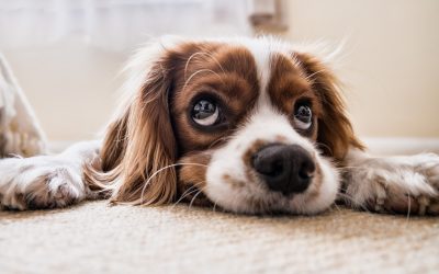 Should You be Concerned About Pet Parasites?
