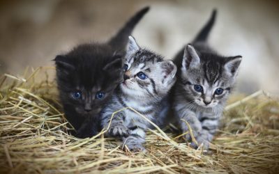 How many cats should one person have?