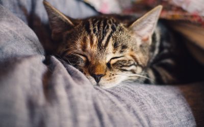 Is your pet a member of the family?