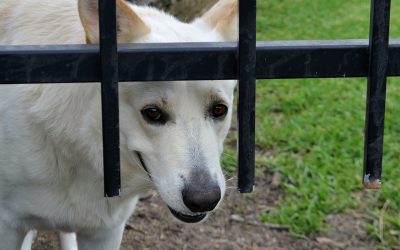 Do I Need Pet Insurance?