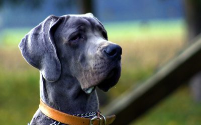 Do pets get dementia?
