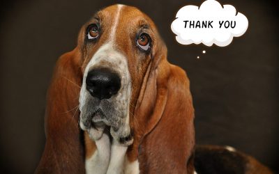 The basic principles of animal welfare