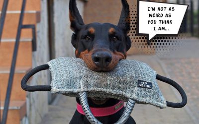 5 Things You Always Wanted to Know About Your Dog