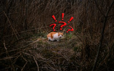 It’s midnight, do you know where your cat is?
