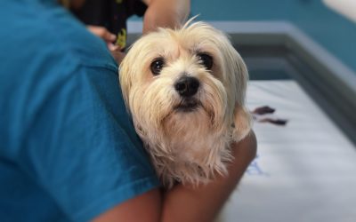 Do pets get cancer?