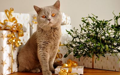The Perfect Holiday Gift for Your Pet