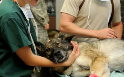 What is animal drug compounding?