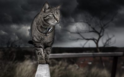 Pet Care – What will happen when disaster strikes?