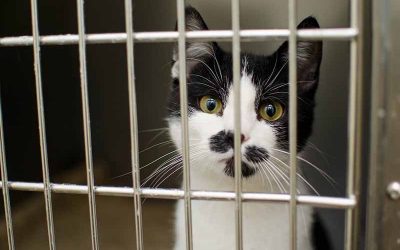 Should I worry about my pets contracting COVID-19?