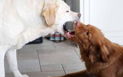 What happens when my dog bites another dog?