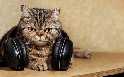 Music For Pets To Help Them Calm Down