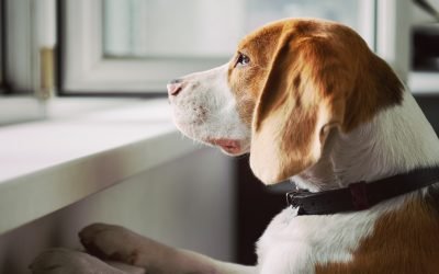 Dealing with Separation Anxiety in Dogs