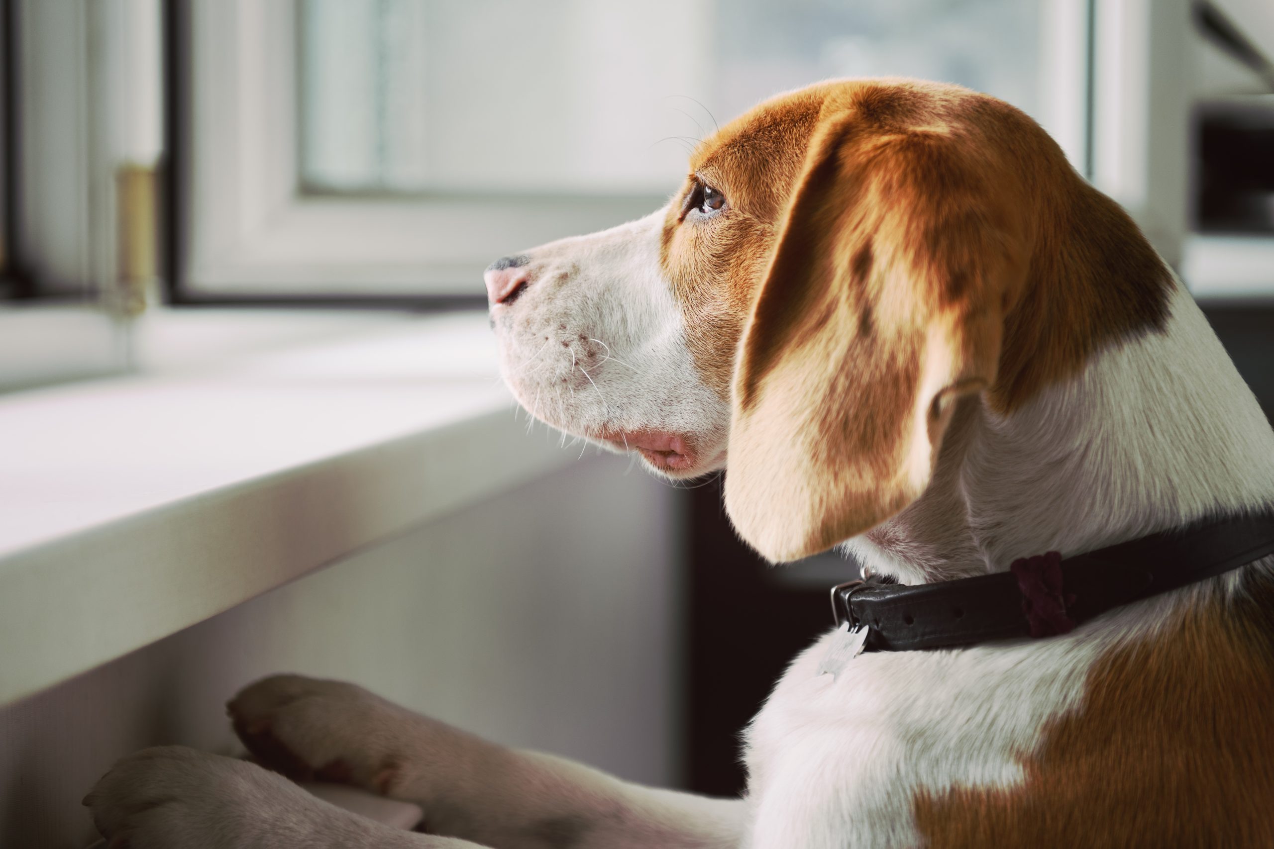 separation anxiety in dogs