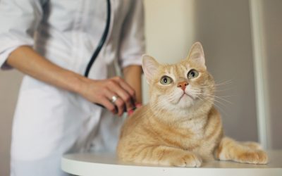 Emergency Vet Services: Urgent Care for Furry Friends