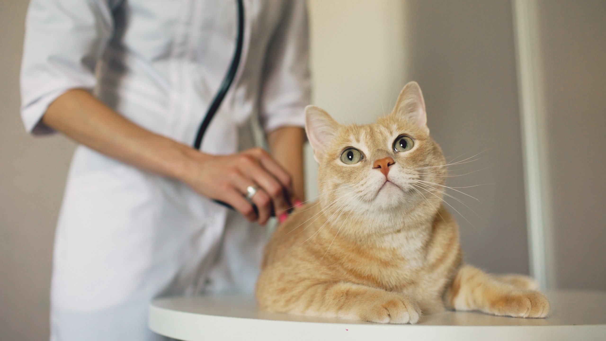 emergency vet services