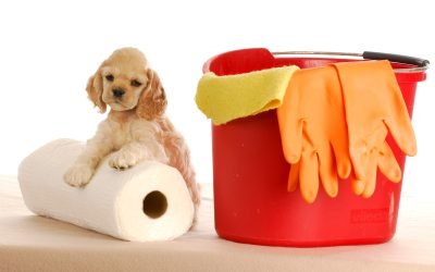 Essential Tips for Successful Dog Housetraining