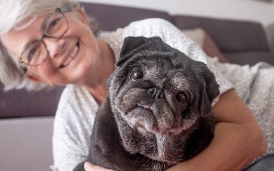 Golden Years: Navigating Senior Pet Care