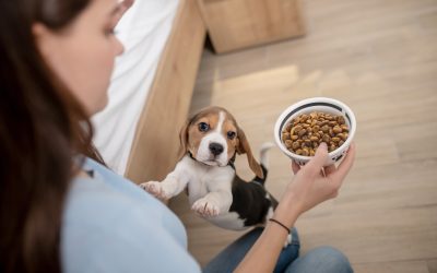Pet Nutrition: Feeding Your Furry Friend for Optimal Health