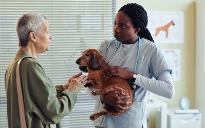 Preventative Pet Care: The Importance of Regular Check-ups
