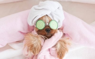 Top 10 Pet Care Tips: A Guide to Happy, Healthy Pets