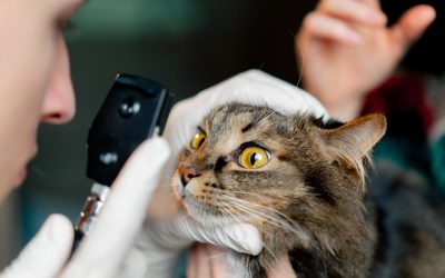 Common Pet Eye Conditions and How to Manage Them