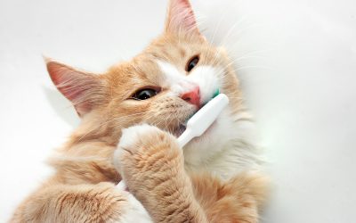 Dental Health for Pets: Tips for a Brighter Smile