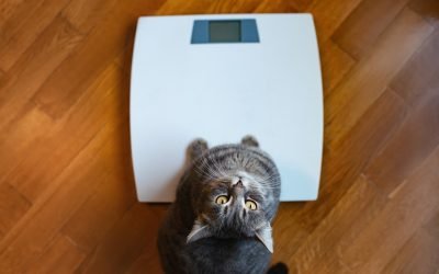 Exercise and Weight Management for Pets