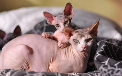 Hairless Pet Care: Essential Tips