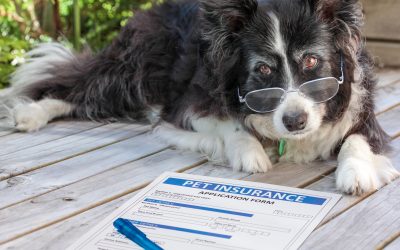 How to Choose the Right Pet Insurance