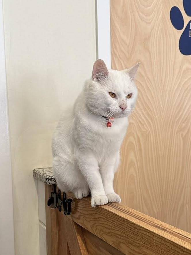 Mama Cat