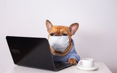 My Pet Is Coughing – What Should I Do?