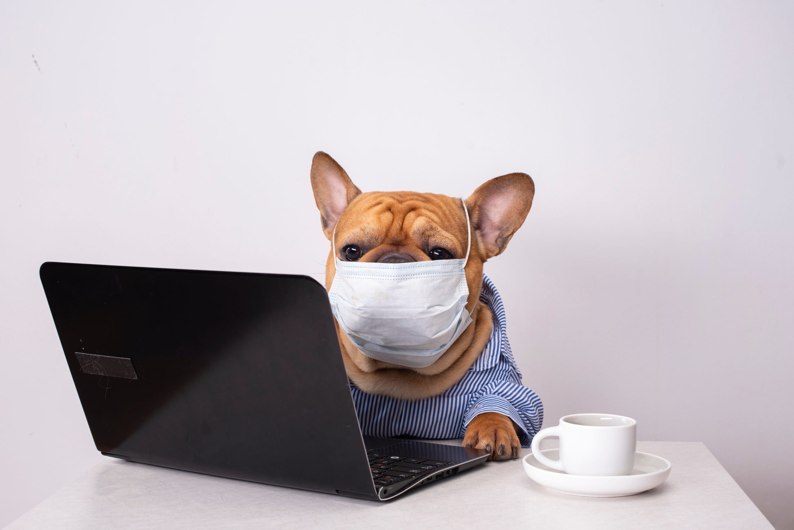 pet is coughing