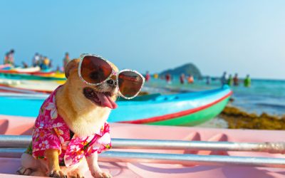 This Summer’s Tips for Dog Heat Safety