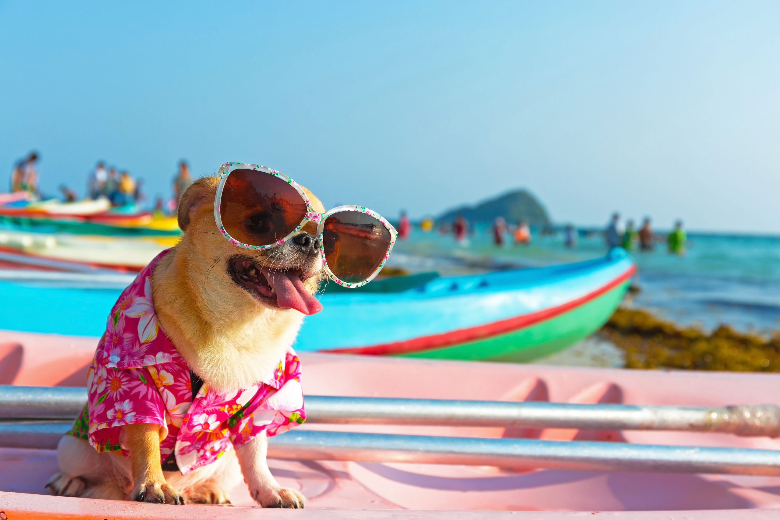 dog heat safety