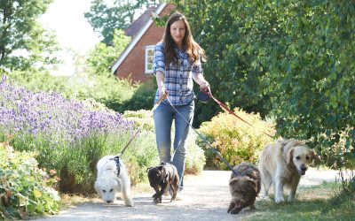 Comprehensive Veterinary Care for Multiple Pets