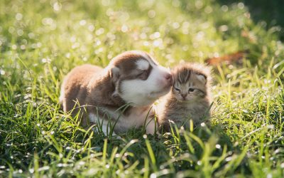 Essential Veterinary Care Tips for New Pet Owners