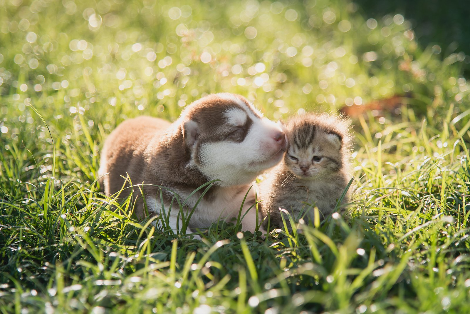 tips for new pet owners