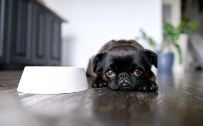 Identifying and Treating Common Pet Digestive Issues