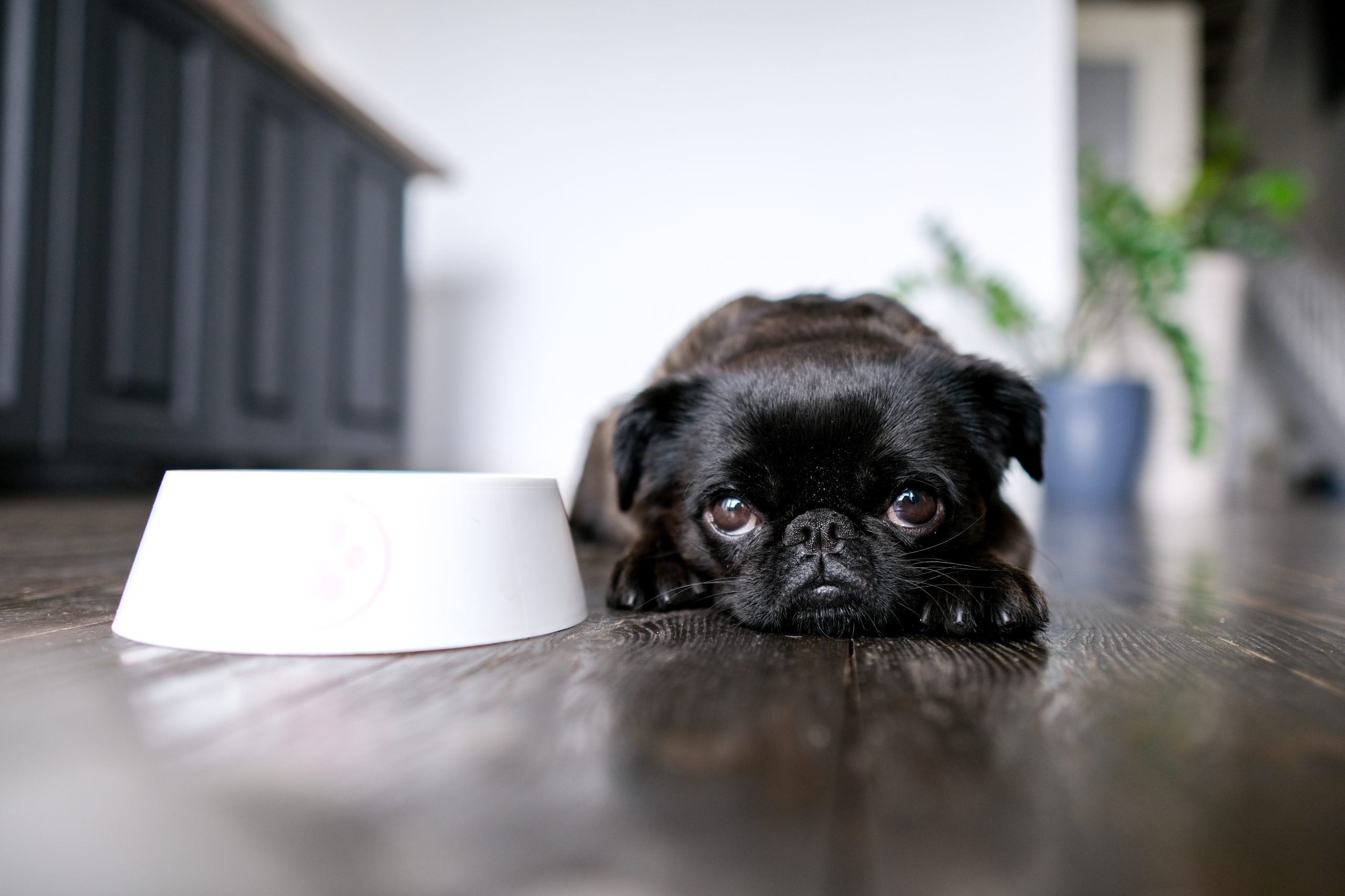 common pet digestive issues