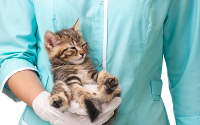 Pet Anesthesia: What You Should Know