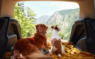 Pet Travel Tips: How to Keep Your Furry Friends Safe on the Road