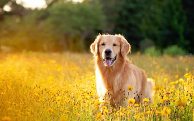 Summer Flea and Tick Protection Tips for Your Pets