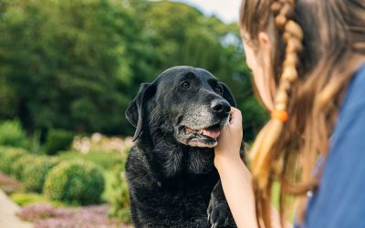 Seasonal Changes and Their Impact on Senior Pets