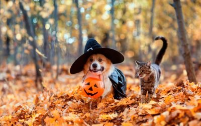 Preparing Your Pet for Halloween: Tips for a Stress-Free Holiday