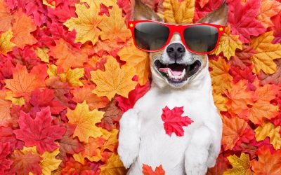 Why Flea and Tick Prevention is Still Important in Fall